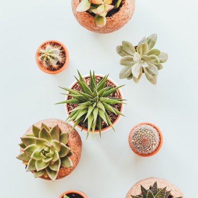 different types of small cacti displayed on a table.