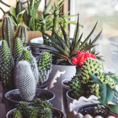 many different types of large cacti on display.